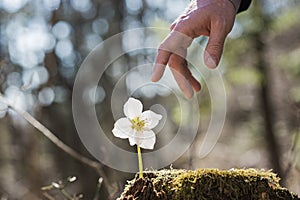 Male hand reaching to touch delicate spring flower