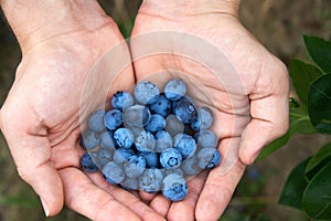 Male hand with resh organic blueberries from the bush. Top down view.