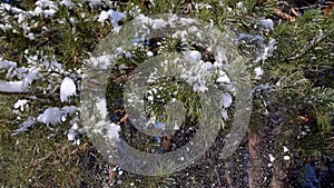 Male Hand Shaking a Snowy Pine Branch of Tree in the Winter Forest. Slow motion