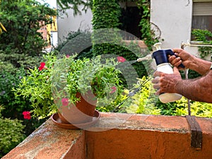 male hand spraying petuna flowers in the garden