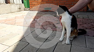 Male hand stroking a cat on the head in a summer sunny yard