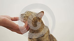 Male hand stroking a ginger cat.