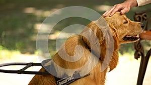 Male hand stroking guide dog, obedient pet resting with blind owner in park