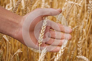 Male hand touching a golden wheat ear in the wheat field, sunset light, flare light