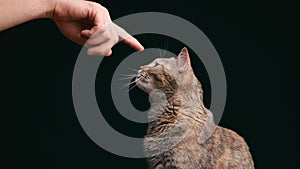 Male hand touching the nose of a curious cat.