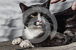 Male hand trying to caress a black and white cat with yellow eyes and pink nose and stern look