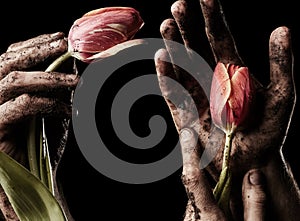 Male hand with tulip