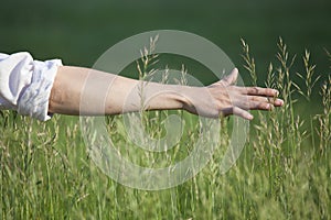 Male hand in wheat field