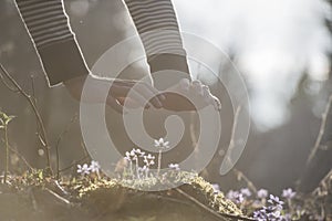 Male hands back lit by bright sunlight over a small spring flowers