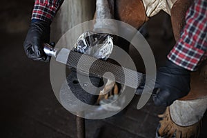 male hands blacksmith in black gloves file cleans on iron horseshoe on horse& x27;s hoof close up