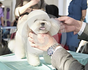 Male hands of a businessman comb a wonderful dog of the Bichon Frise breed