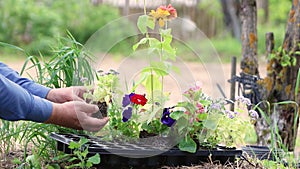 Male hands carefully hold the seedlings of a young flower.