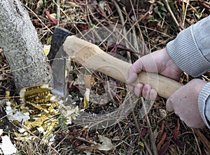 Male hands chop a tree trunk