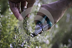Male hands cut thyme twig with pruning shears