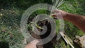 Male hands digging hole with shovel and planting green bush in ground. Gardener is planting ornamental plants on