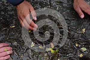 Male hands divide a catch from the sea of a crustacean, a shrimp, a shrimp wet of the sea