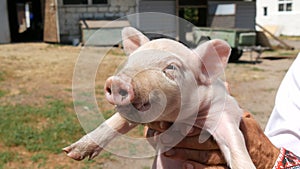 Male hands of a farmer hold a small newborn five day old piglet on a pig farm