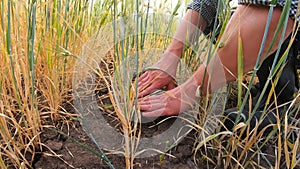 Male hands of farmer touching dry ground around stalks of wheat at meadow. Arms of young agronomist checking soil