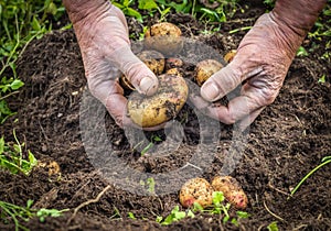 Male hands harvesting fresh potatoes from soil