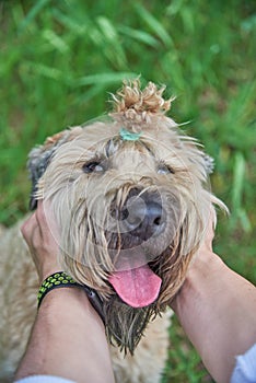 Male hands hold the dog by the muzzle.