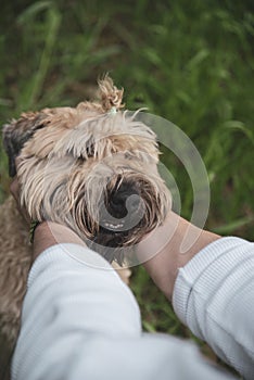 Male hands hold the dog by the muzzle.