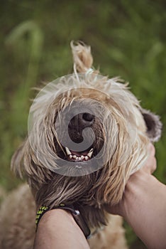 Male hands hold the dog by the muzzle.