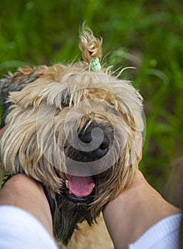 Male hands hold the dog by the muzzle.