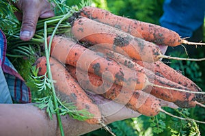 Male hands hold fresh harvested carrots. Carrot yielding process