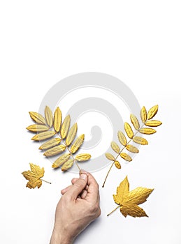 Male hands hold golden autumn leaves on white background top view copy space. Autumn minimalistic concept, Fall. Autumn background