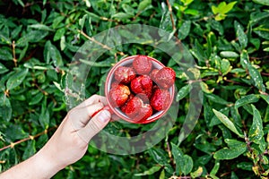Male hands hold a red mug filled with garden strawberries against the background of bushes in the garden.