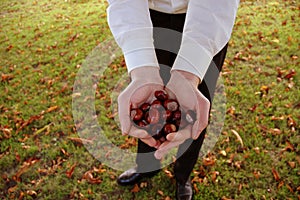 Male hands holding chestnuts