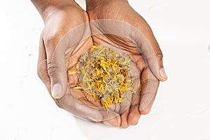 Male Hands Holding Dried Calendula Flowers - Calendula Officinalis photo