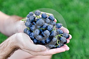 Male hands holding fresh bunch of black grapes harvest. Man holding ripe dark blue wine grapes, closeup