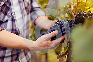 Male hands holding grapes at harvest