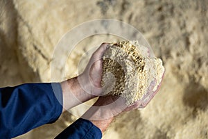 Male hands holding handful of soy flour for feeding livestock