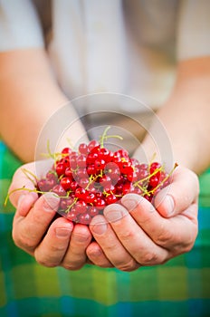 Male hands holding red currant fruit fresh air