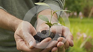 Male hands holding a seedling