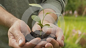 Male hands holding a seedling