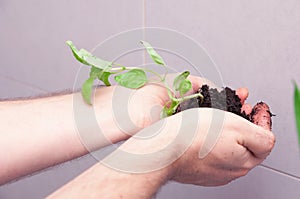 Male hands holding small basil plant with ground for transplanting