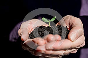 Male hands holding young plant. Ecology concept.Hands holding soil with young tree. Earth Day.Seedlings grow in soil