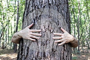 Male hands hugging tree trunk. Save the planet and stop deforestation concept.