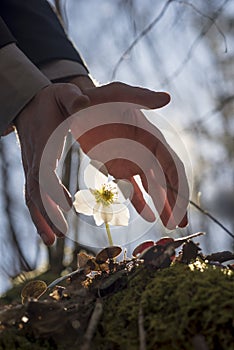 Male hands making a protective gesture over white Hellebore flow