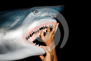 Male hands open the jaws of a great white shark