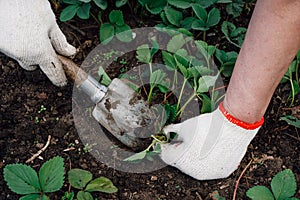 male hands plant strawberry seedlings, cultivate and transplant