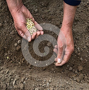 Male hands planting a pea seeds