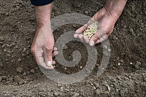 Male hands planting a pea seeds