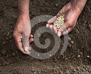 Male hands planting a pea seeds