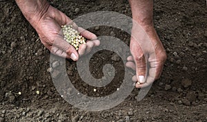 Male hands planting a pea seeds