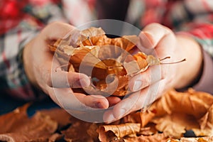 Male hands playing with dry leaves photo