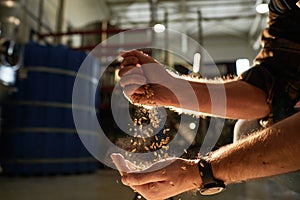 Male Hands Pouring Crops in Sunlight photo